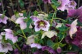 Hellebores in spring flower garden