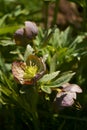 Hellebores - Helleborus purpurascens