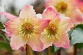 Hellebores multicolored Royalty Free Stock Photo