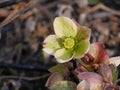 Hellebores Orientalis Cold-Weather Bulb Flower Close-Up