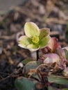 Hellebores Orientalis Cold-Weather Bulb Flower