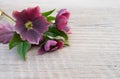 Hellebores Royalty Free Stock Photo