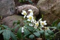 Helleborus against the background of stones. Royalty Free Stock Photo