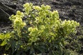 The green-yellow flowers of Helleborus argutifolius