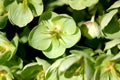 Helleborus argutifolius, holly-leaved hellebore, Corsican hellebore