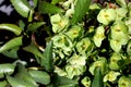 Helleborus argutifolius, holly-leaved hellebore, Corsican hellebore Royalty Free Stock Photo