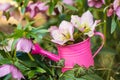 Helleborus blossoms in a little watering can