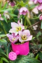 Helleborus blossoms in a little watering can