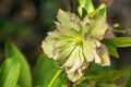 Helleborus caucasians one of the first spring flowers