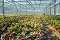 Helleborus or Christmas rose, wither flowering garden plant, cu