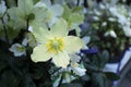 Helleborus Christmas white rose closeup Royalty Free Stock Photo