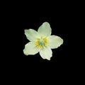 Helleborus Christmas white rose closeup isolated Royalty Free Stock Photo