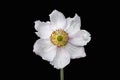 Helleborus Christmas white rose closeup with petals and pistils isolated on black Royalty Free Stock Photo