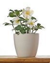 Helleborus the first spring flower in a flowerpot Royalty Free Stock Photo