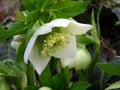 Helleborus flower Royalty Free Stock Photo