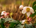 Helleborus flower on garden at spring.