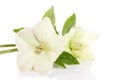 Helleborus flower isolated over white