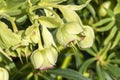 Helleborus foetidus