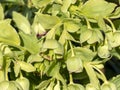 Helleborus foetidus