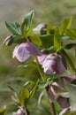 Helleborus in a garden