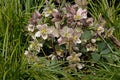 Helleborus in a garden