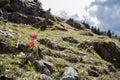 Mountain flowers in the sunlight Royalty Free Stock Photo