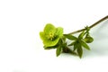 Helleborus L. flower isolated