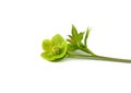 Helleborus L. flower isolated