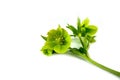 Helleborus L. flower isolated