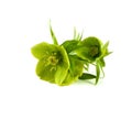 Helleborus L. flower isolated