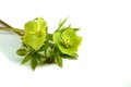 Helleborus L. flower isolated