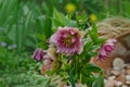 Helleborus or Lenten Rose hybrids flower in garden. Hellebore purple flower Double Ellen Pink with stains on the petal