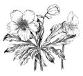 Helleborus Niger Altifolius vintage illustration