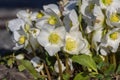 Helleborus niger black hellebore white pink early winter flowering plant, amazing mountain flowers in bloom