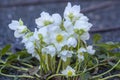 Helleborus niger black hellebore white pink early winter flowering plant, amazing mountain flowers in bloom