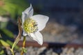Helleborus niger black hellebore white pink early winter flowering plant, amazing mountain flowers in bloom