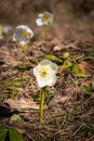 Helleborus niger, Christmas rose or black hellebore blooming in Slovenia Royalty Free Stock Photo