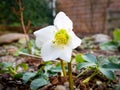 Helleborus niger, Christmas rose, single white flower with yellow heart in garden early spring