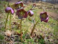 Helleborus Royalty Free Stock Photo