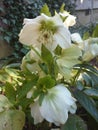 Helleborus niger/ winter rose