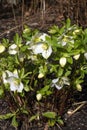 Helleborus niger Royalty Free Stock Photo