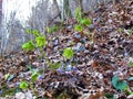 Helleborus odorus and common hepatica (Anemone hepatica) spring