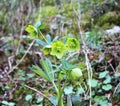 Helleborus odorus common Lenten rose