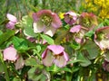 Helleborus one of the first spring flowers Royalty Free Stock Photo