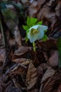 Helleborus one of the first spring flowers