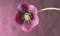 Dark purple Hellebore flower Royalty Free Stock Photo