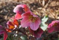 Helleborus orientalis flowers close up. Also known as Lenten rose, Christmas Rose. Royalty Free Stock Photo
