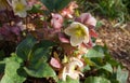 Helleborus orientalis flowers close up. Also known as Lenten rose, Christmas Rose. Royalty Free Stock Photo
