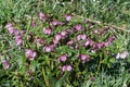 Helleborus orientalis hellebore