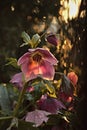 Helleborus orientalis